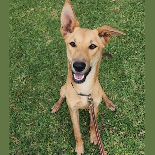 Photo of Akira