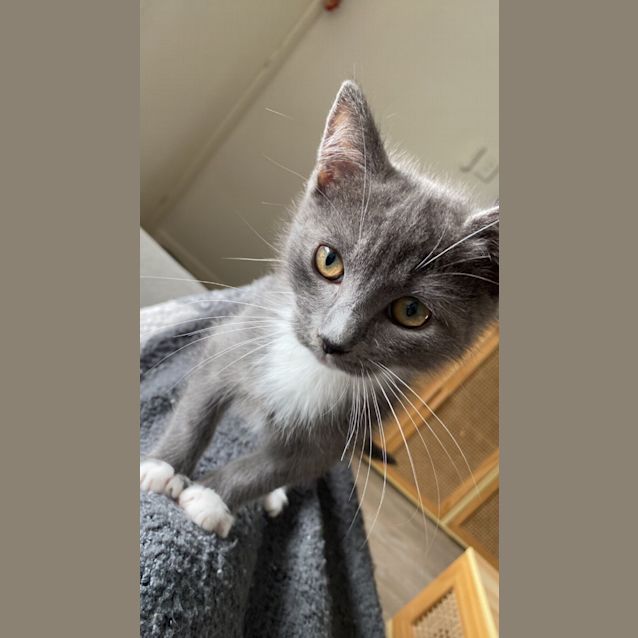 Photo of Kobi