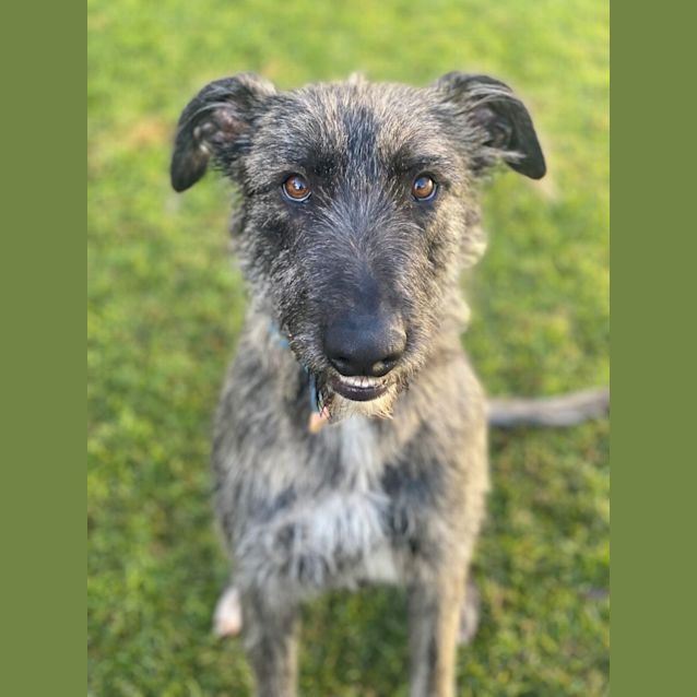 Photo of Prancer