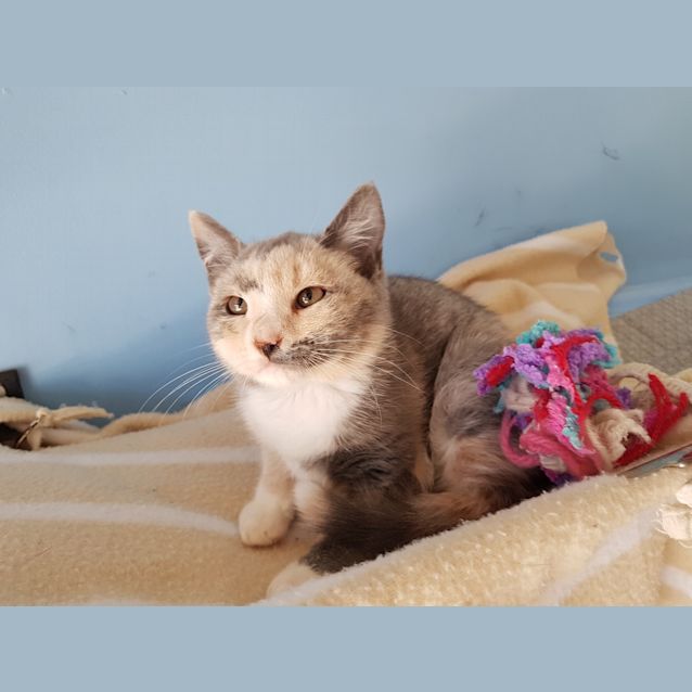Photo of Ruby 