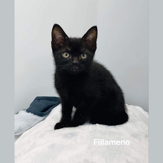 Photo of Fillameno