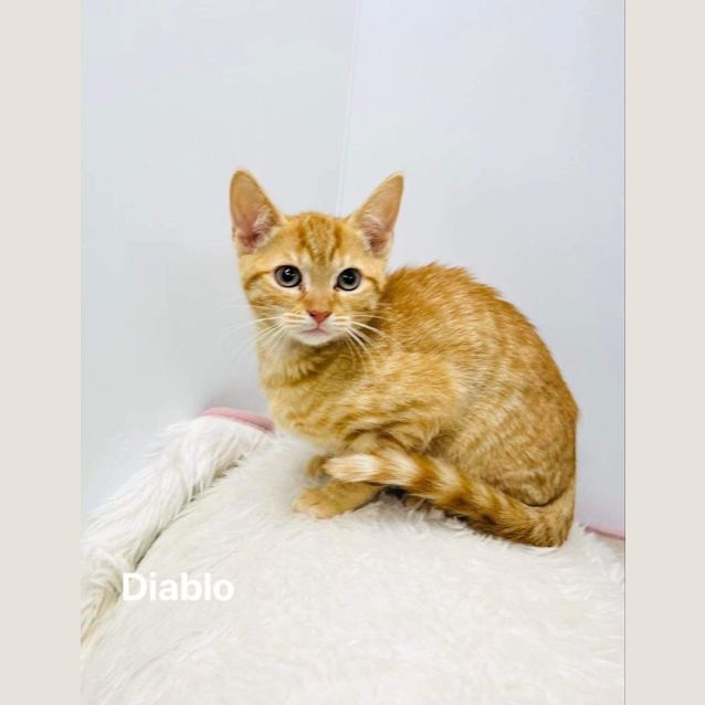 Photo of Diablo