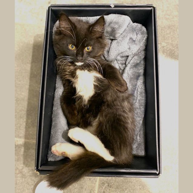 Jake & Elwood - Male Domestic Medium Hair Cat in VIC - PetRescue Jake & Elwood - Male Domestic Medium Hair Cat in VIC - PetRescue