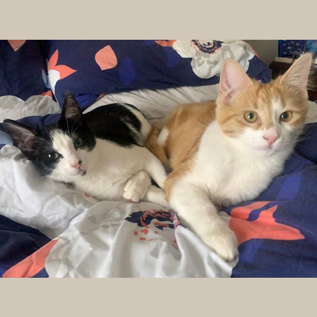 Photo of Oreo & Biscuit