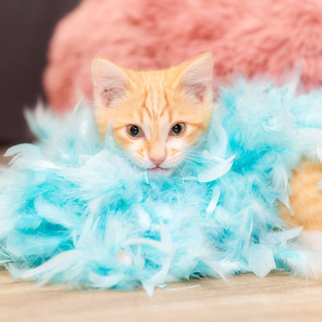 Photo of Tommy **2nd Chance Cat Rescue**