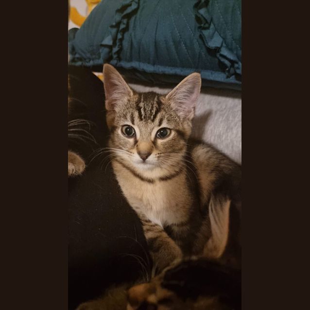 Photo of Milo