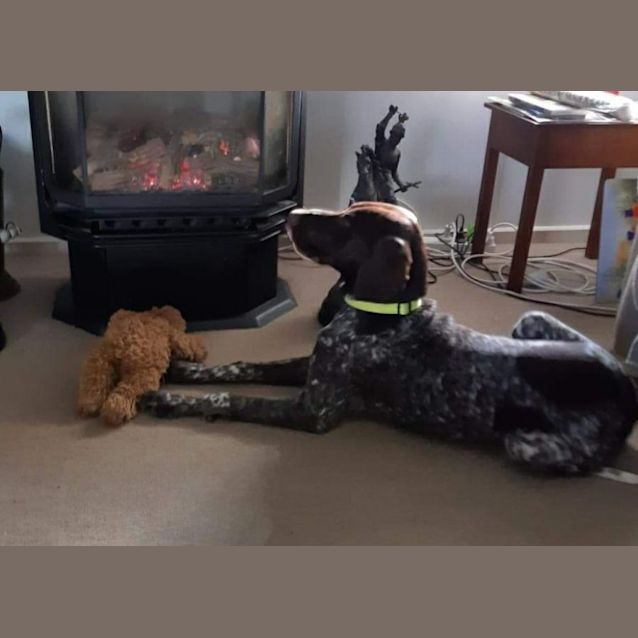 Photo of Oscar