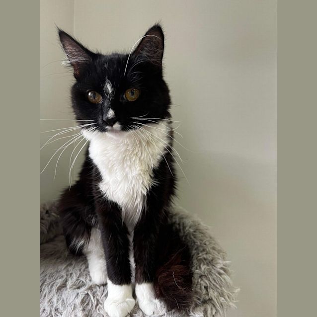 Photo of Oreo
