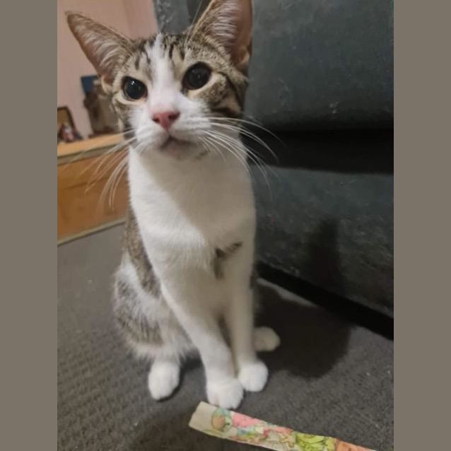 Photo of Shelby