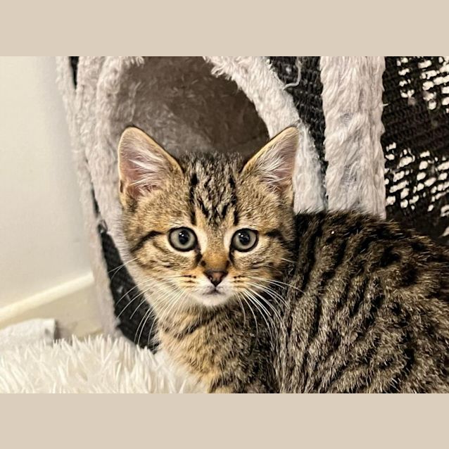 Photo of Cinnamon