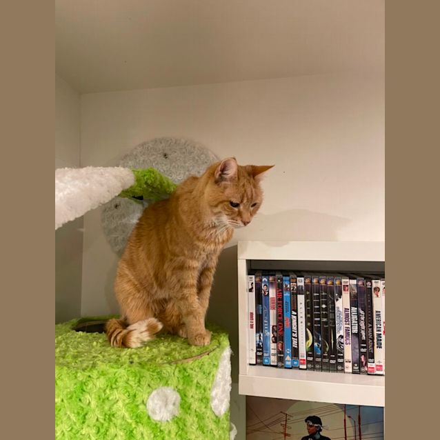 Photo of Cat Stevens