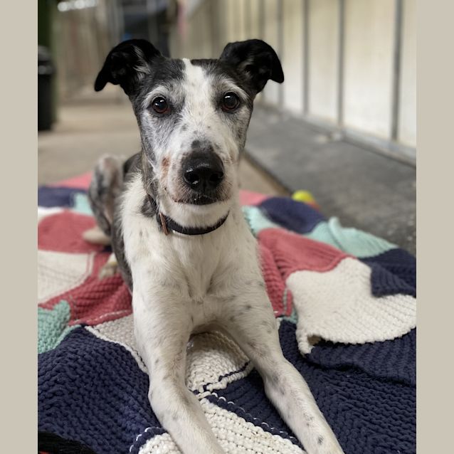 Vamps - Large Female Bull Arab x Staghound Mix Dog in VIC - PetRescue Vamps - Large Female Bull Arab x Staghound Mix Dog in VIC - PetRescue