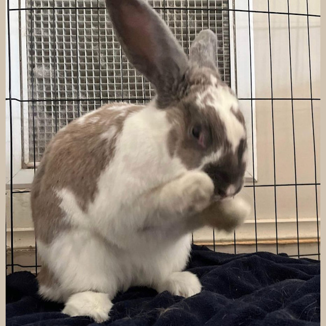 Photo of Maple 