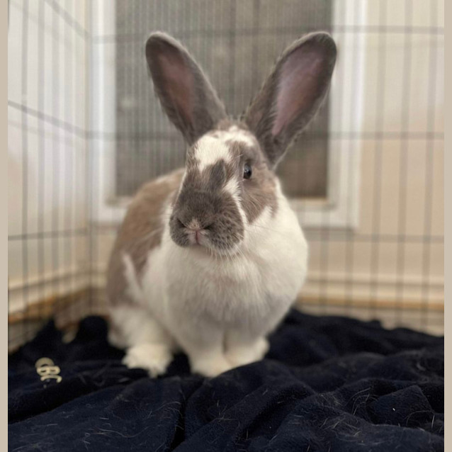 Photo of Maple 