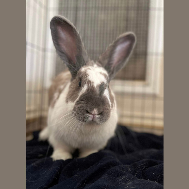 Photo of Maple 