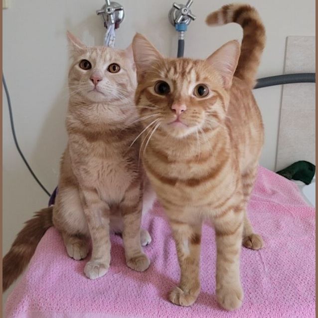 Photo of Moet / Claude