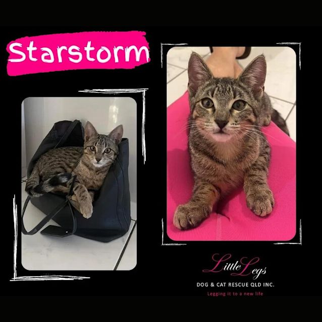 Photo of Starstorm