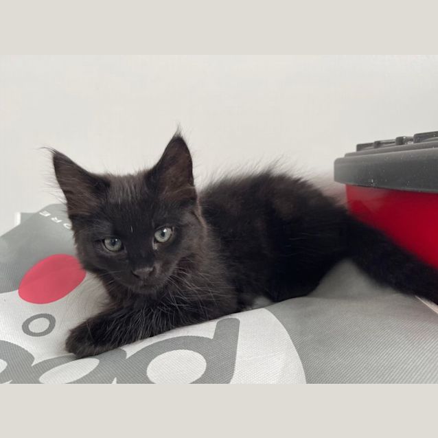 Photo of Dee Dee   Located In St Albans