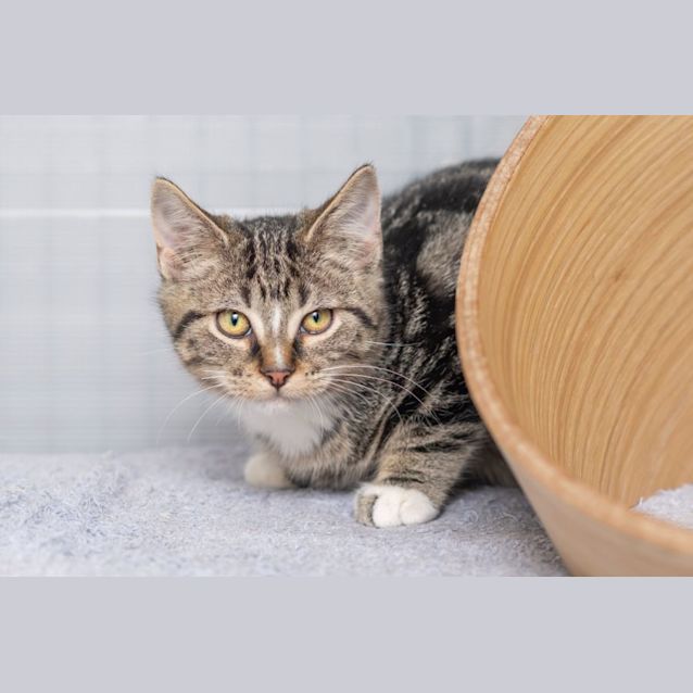 Photo of Newton**2nd Chance Cat Rescue**