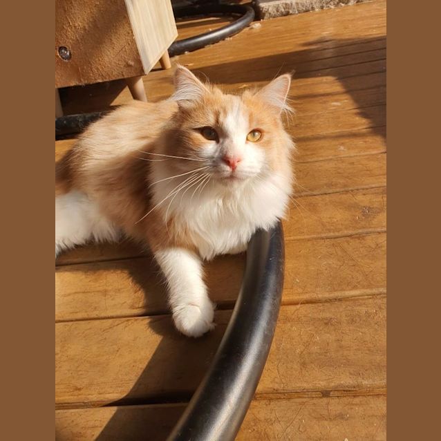 Photo of Ghost Plushie