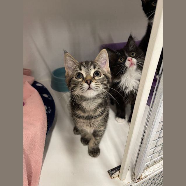 Photo of Honey