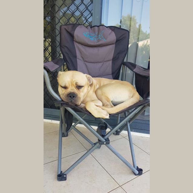 Photo of Yogi