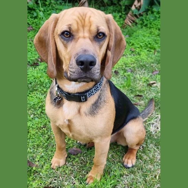 bloodhound beagle mix puppies