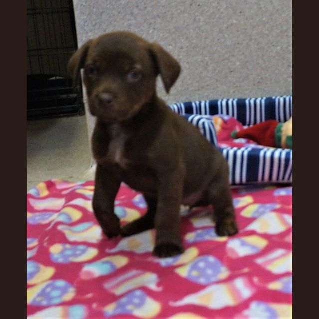 Photo of Shelby