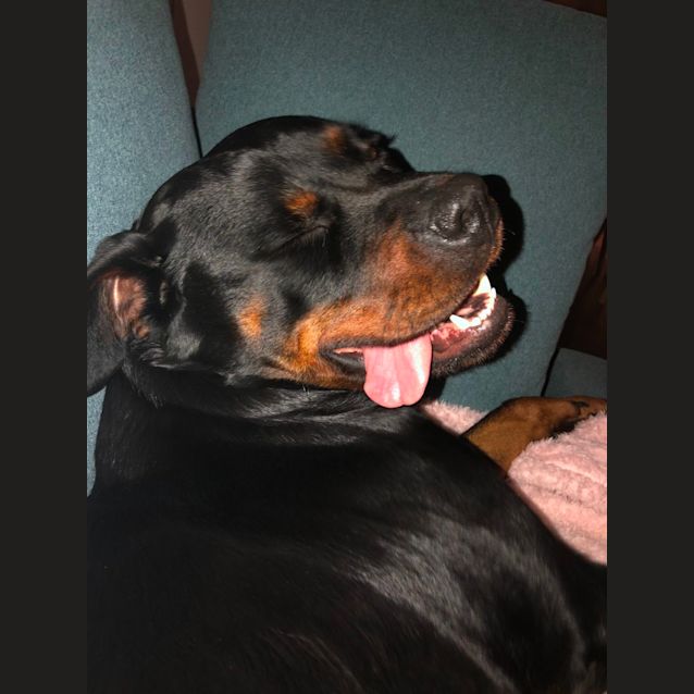Photo of Bear