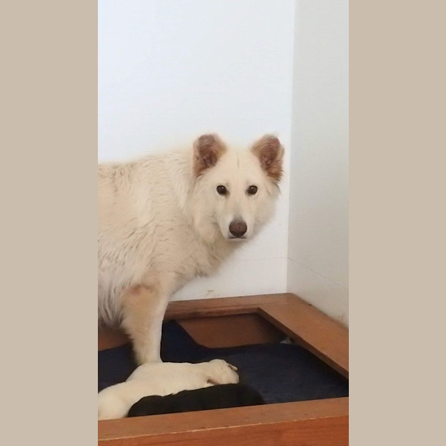 Photo of Snowy