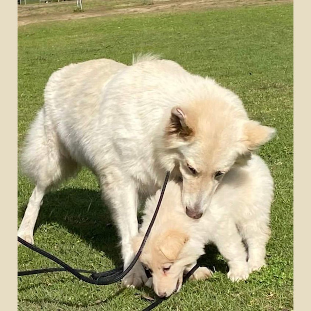 Photo of Snowy