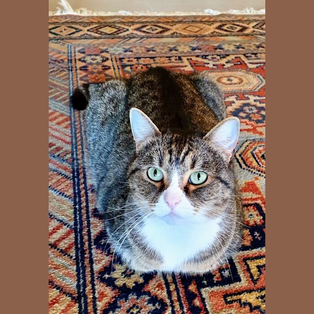 Photo of C1075 Molly