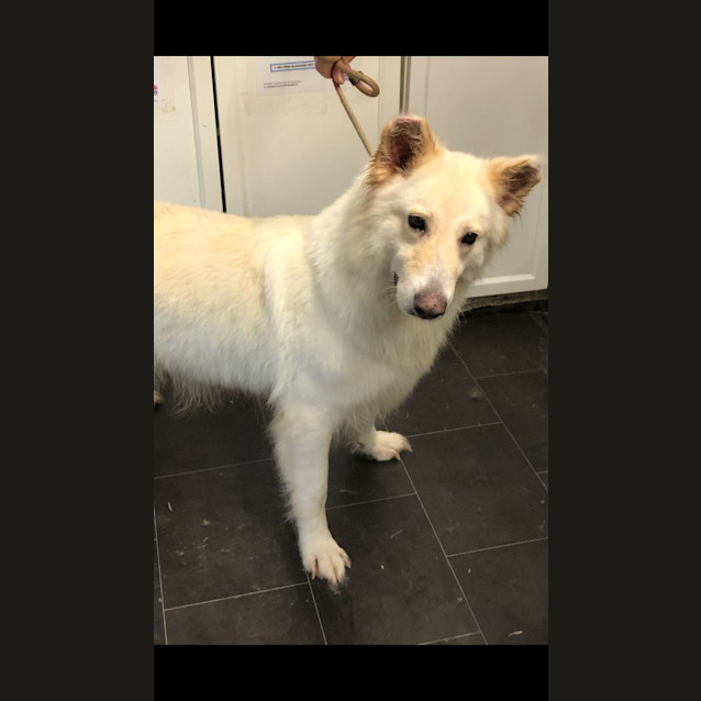 Photo of Snowy