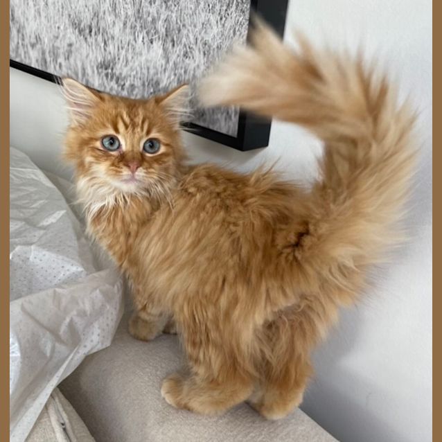 Photo of Molly & Pancake 