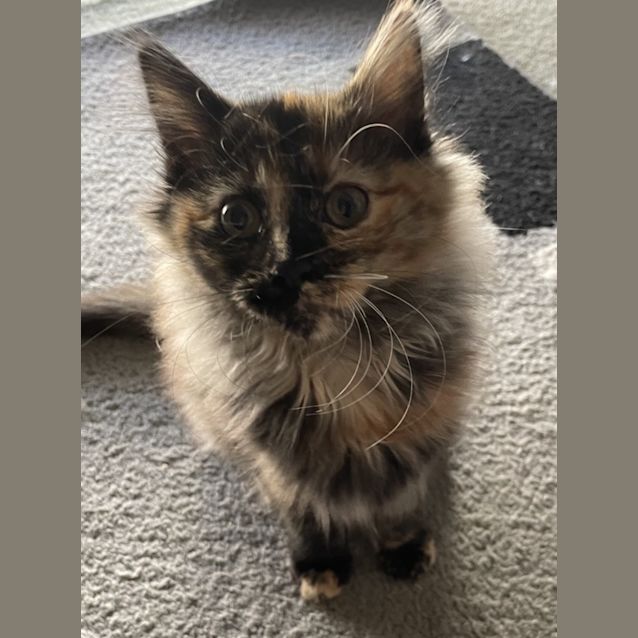 Photo of Skittles