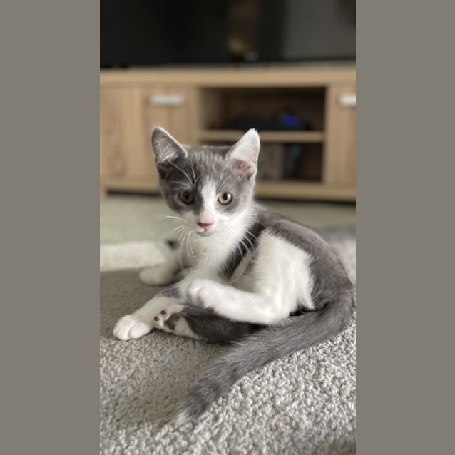 Photo of Cookie