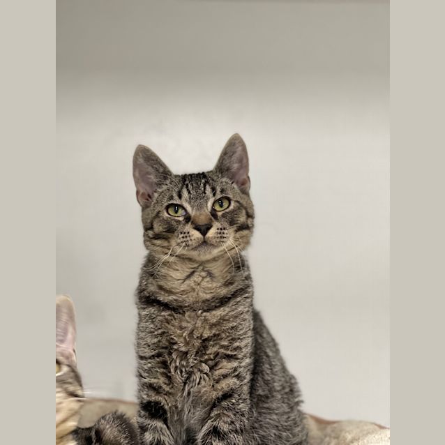 Photo of Muffin