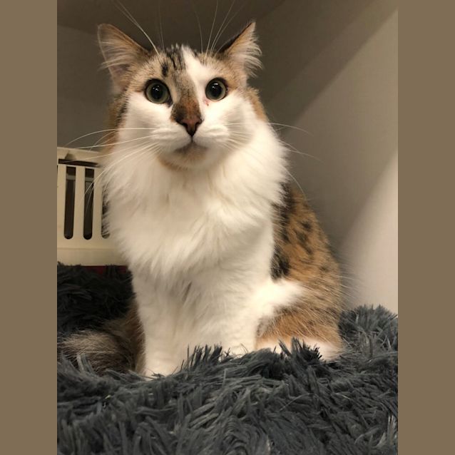 Photo of Akela And Rafiki