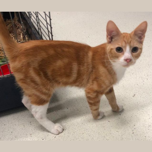 Photo of Sabrina & Ginge