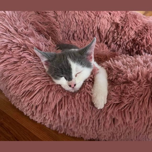 Photo of Jarvis & Rocco 