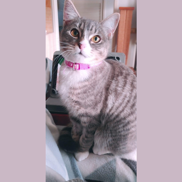 Photo of Sadie