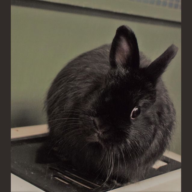 Photo of Midnight