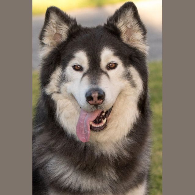 Photo of Cesar 