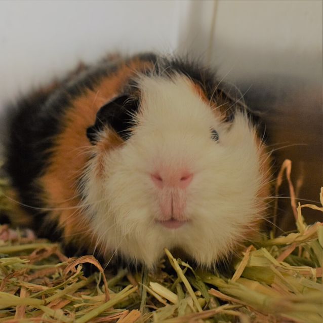 Photo of Barley