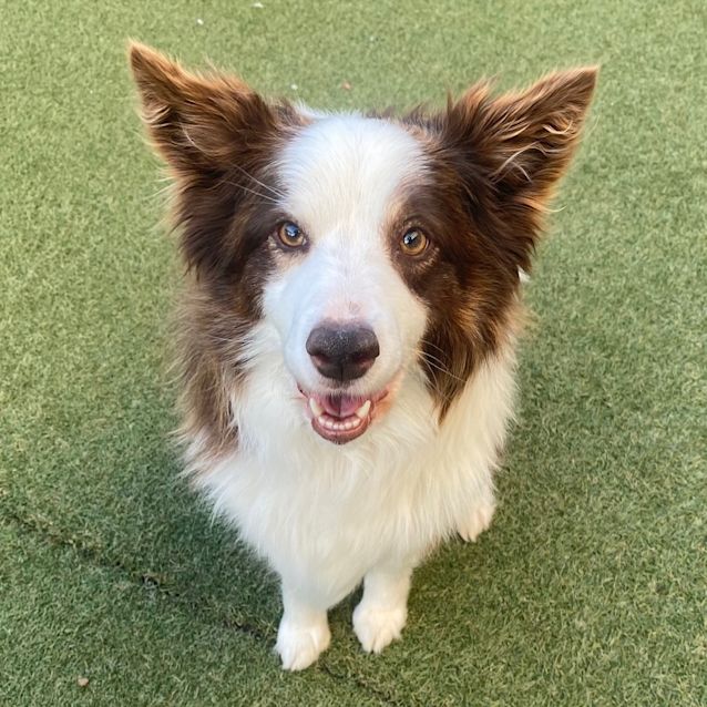 Animal Shelter Collie Rescue Border Collie Puppy For Sale Az ADOPTED TOBY  Northern California Border Collie Rescue Adoptions