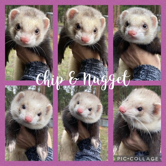 Photo of Chip & Nugget