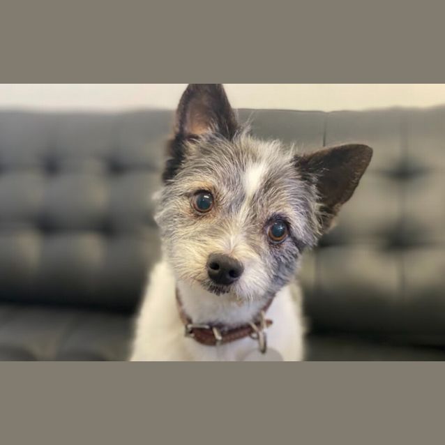 Photo of Joey