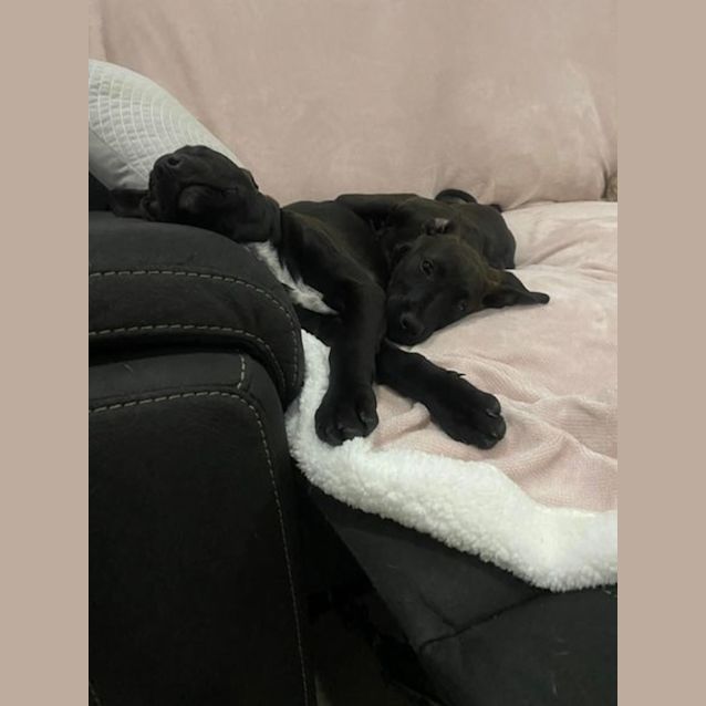 Photo of Sage
