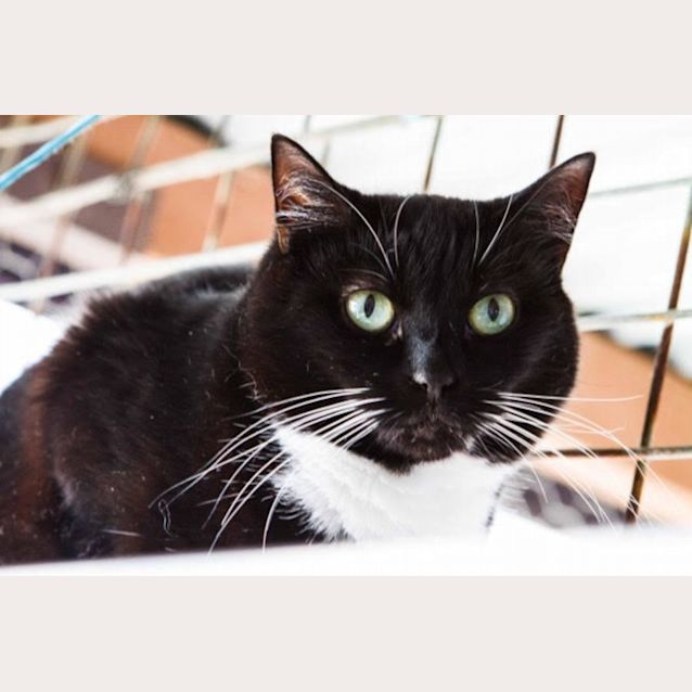 Photo of Moon   Petite Little Angel!