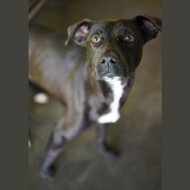 Photo of Violet